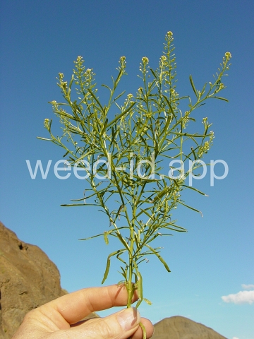 pepperweed, greenflower